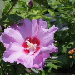 Ibišek syrský 'Eruption' - Hibiscus syriacus 'Eruption'