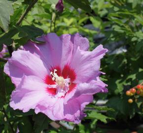 Ibišek syrský 'Eruption' - Hibiscus syriacus 'Eruption'