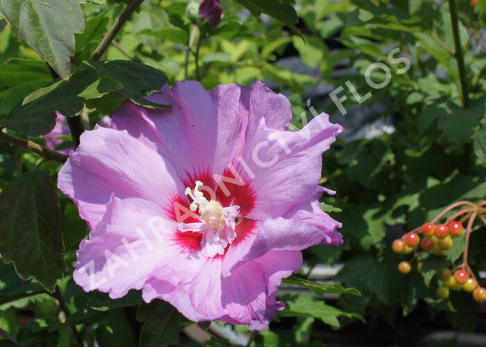 Ibišek syrský 'Eruption' - Hibiscus syriacus 'Eruption'