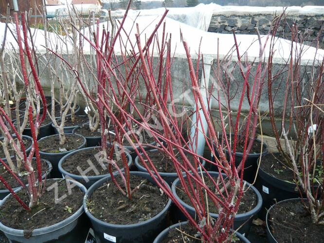 Svída bílá 'Spaethii' - Cornus alba 'Spaethii'