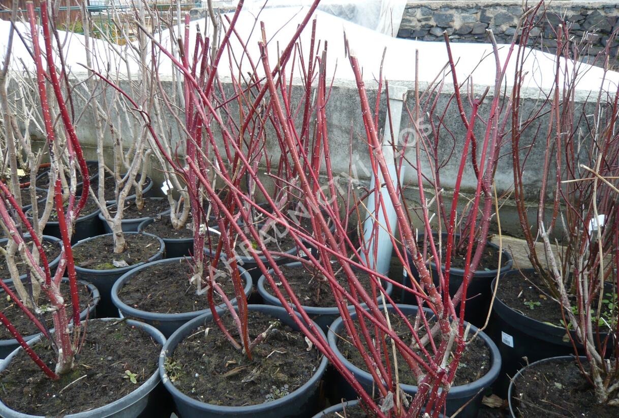 Svída bílá 'Spaethii' - Cornus alba 'Spaethii'