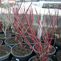 Svída bílá 'Spaethii' - Cornus alba 'Spaethii'