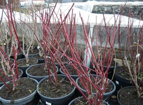 Svída bílá 'Spaethii' - Cornus alba 'Spaethii'