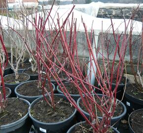 Svída bílá 'Spaethii' - Cornus alba 'Spaethii'