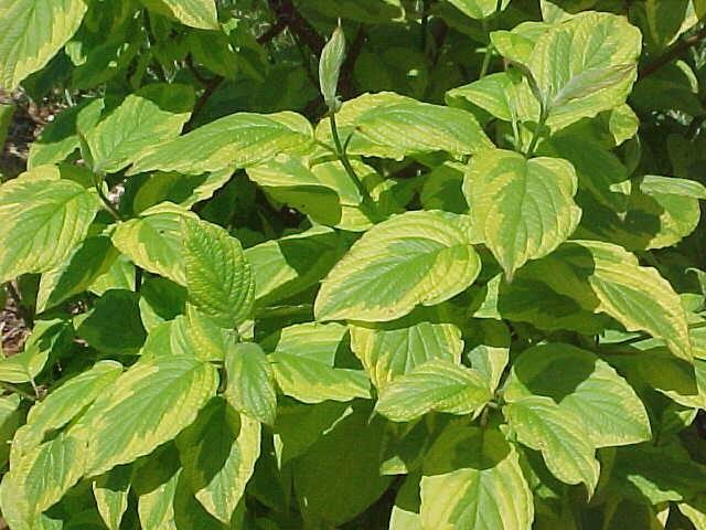 Svída bílá 'Spaethii' - Cornus alba 'Spaethii'