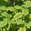 Svída bílá 'Spaethii' - Cornus alba 'Spaethii'
