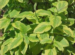 Svída bílá 'Spaethii' - Cornus alba 'Spaethii'