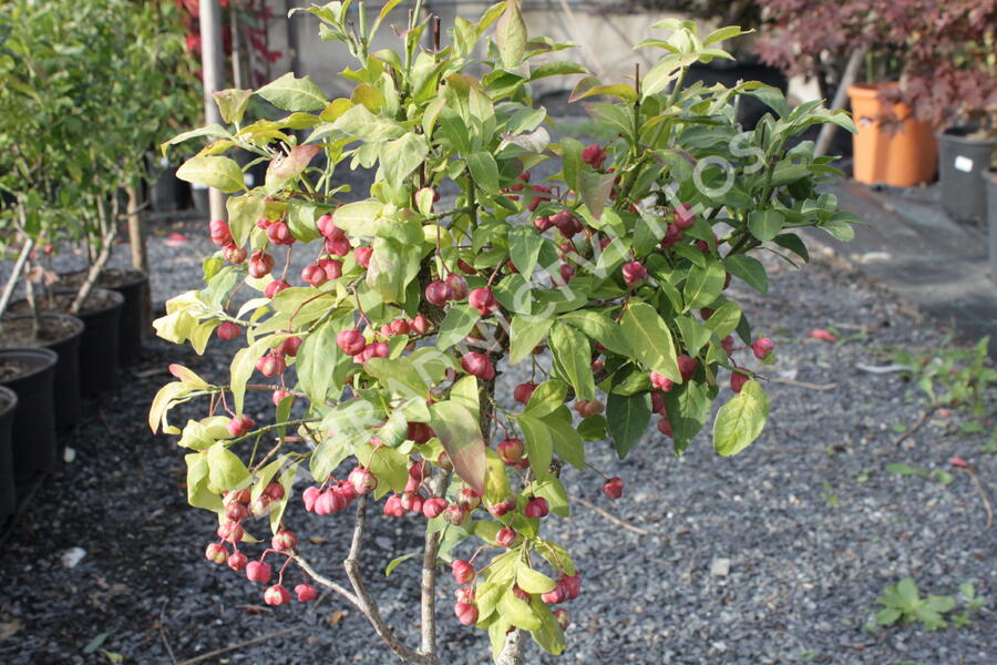 Brslen evropský - Euonymus europaeus