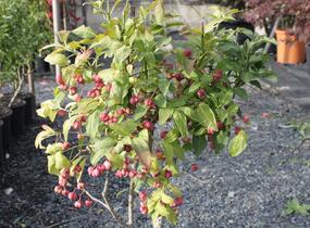 Brslen evropský - Euonymus europaeus
