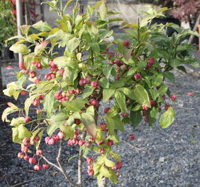 Brslen evropský - Euonymus europaeus