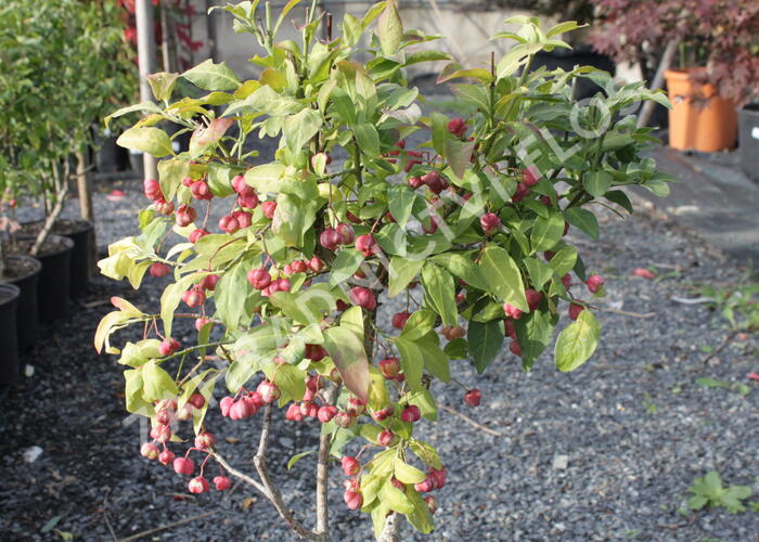 Brslen evropský - Euonymus europaeus