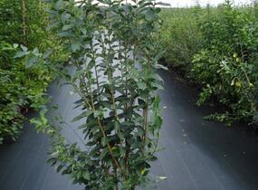 Brslen evropský - Euonymus europaeus