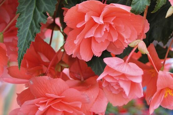 Begónie hlíznatá 'Illumination Salmon Pink' - Begonia tuberhybrida 'Illumination Salmon Pink'