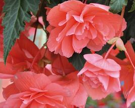 Begónie hlíznatá 'Illumination Salmon Pink'