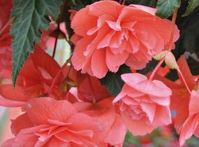 Begónie hlíznatá 'Illumination Salmon Pink' - Begonia tuberhybrida 'Illumination Salmon Pink'