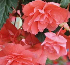 Begónie hlíznatá 'Illumination Salmon Pink' - Begonia tuberhybrida 'Illumination Salmon Pink'