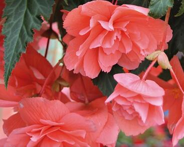 Begónie hlíznatá 'Illumination Salmon Pink'