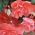 begonie-hliznata-illumination-salmon-pink.jpg