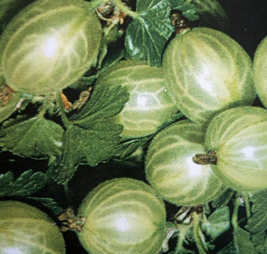 Angrešt zelený 'Bílý Nádherný' - Grossularia uva-crispa 'Bílý Nádherný'