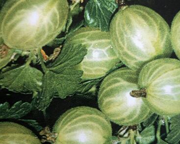 Angrešt zelený 'Bílý Nádherný'