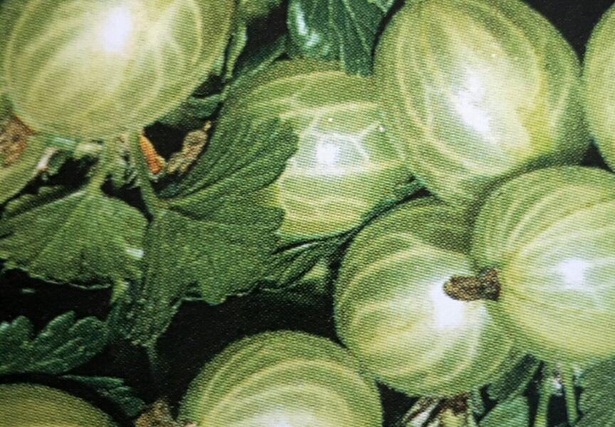 Angrešt zelený 'Bílý Nádherný' - Grossularia uva-crispa 'Bílý Nádherný'