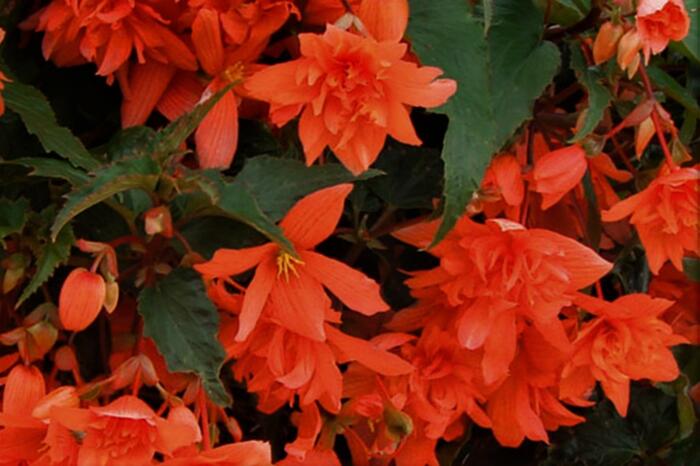 Begónie hlíznatá 'Illumination Orange' - Begonia tuberhybrida 'Illumination Orange'
