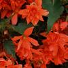 begónie hlíznatá Illumination Orange - Begonia × tuberhybrida Illumination Orange