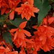 Begónie hlíznatá 'Illumination Orange' - Begonia tuberhybrida 'Illumination Orange'