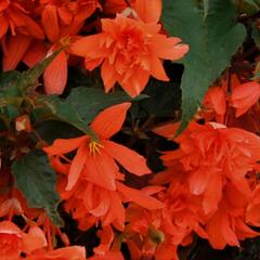 Begónie hlíznatá 'Illumination Orange' - Begonia tuberhybrida 'Illumination Orange'