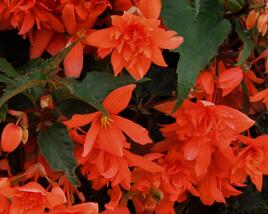Begónie hlíznatá 'Illumination Orange'