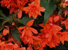 Begónie hlíznatá 'Illumination Orange' - Begonia tuberhybrida 'Illumination Orange'