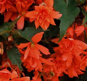 Begónie hlíznatá 'Illumination Orange' - Begonia tuberhybrida 'Illumination Orange'