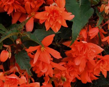 Begónie hlíznatá 'Illumination Orange'