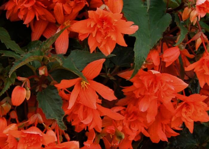 Begónie hlíznatá 'Illumination Orange' - Begonia tuberhybrida 'Illumination Orange'