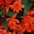 begonie-hliznata-illumination-orange.jpg