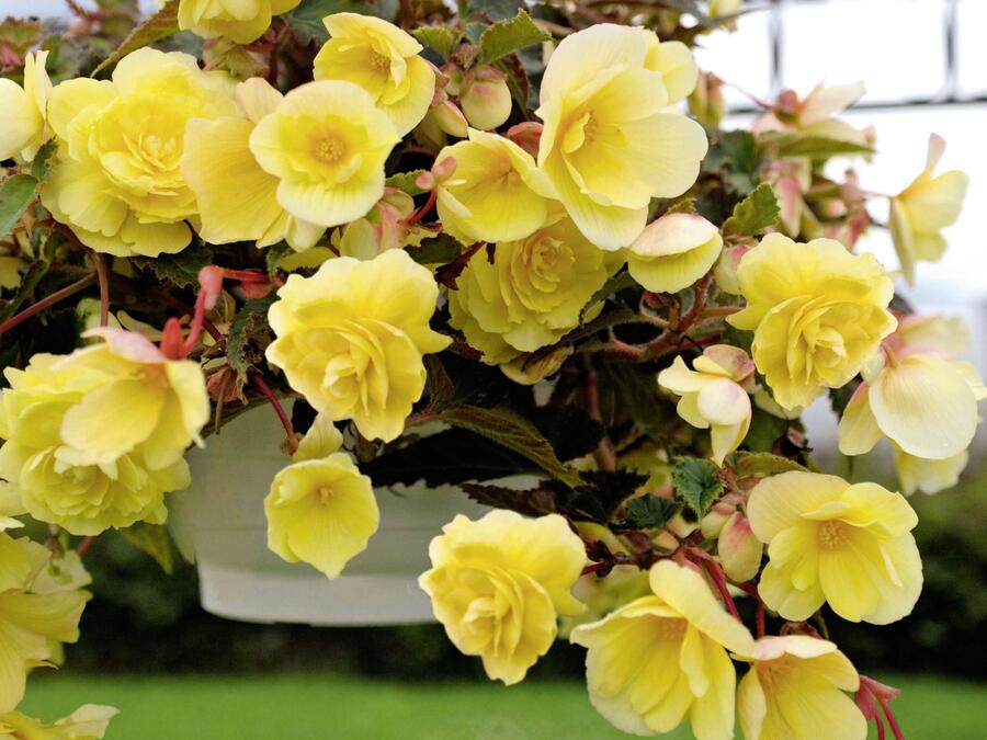 Begónie hlíznatá 'Illumination Lemon' - Begonia tuberhybrida 'Illumination Lemon'