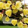 begónie hlíznatá Illumination Lemon - Begonia × tuberhybrida Illumination Lemon