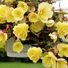 begnie hlznat Illumination Lemon - Begonia  tuberhybrida Illumination Lemon