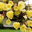 Begónie hlíznatá 'Illumination Lemon' - Begonia tuberhybrida 'Illumination Lemon'