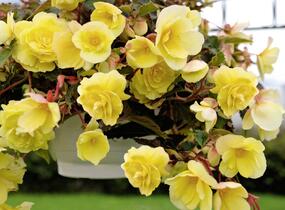 Begónie hlíznatá 'Illumination Lemon' - Begonia tuberhybrida 'Illumination Lemon'