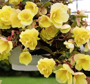 Begónie hlíznatá 'Illumination Lemon' - Begonia tuberhybrida 'Illumination Lemon'