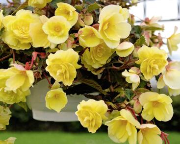 Begónie hlíznatá 'Illumination Lemon'