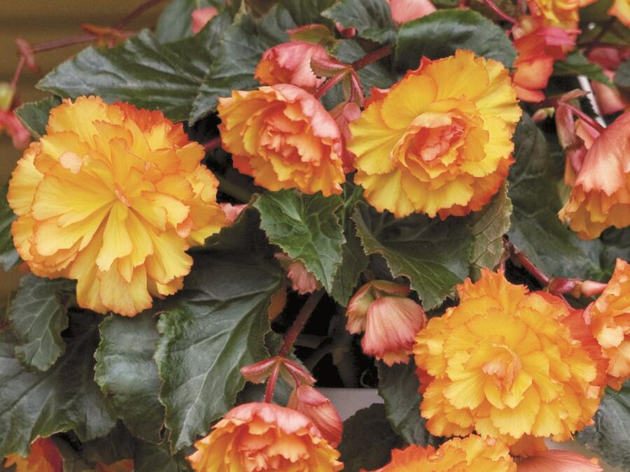 Begónie hlíznatá 'Illumination Golden Picotee' - Begonia tuberhybrida 'Illumination Golden Picotee'