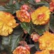 Begónie hlíznatá 'Illumination Golden Picotee' - Begonia tuberhybrida 'Illumination Golden Picotee'