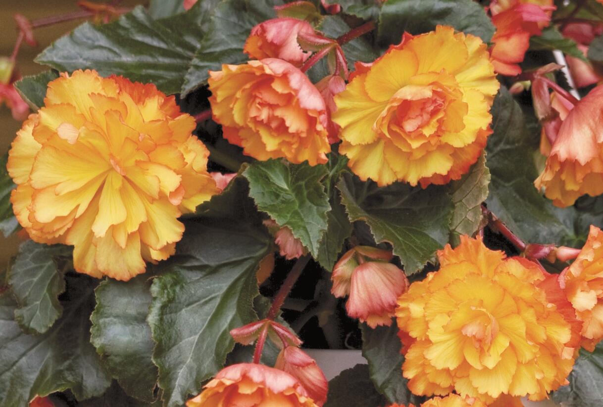 Begónie hlíznatá 'Illumination Golden Picotee' - Begonia tuberhybrida 'Illumination Golden Picotee'