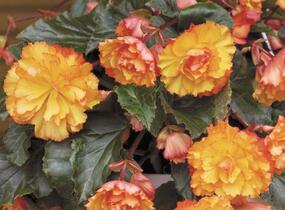 Begónie hlíznatá 'Illumination Golden Picotee' - Begonia tuberhybrida 'Illumination Golden Picotee'