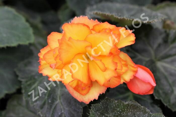 Begónie hlíznatá 'Illumination Golden Picotee' - Begonia tuberhybrida 'Illumination Golden Picotee'