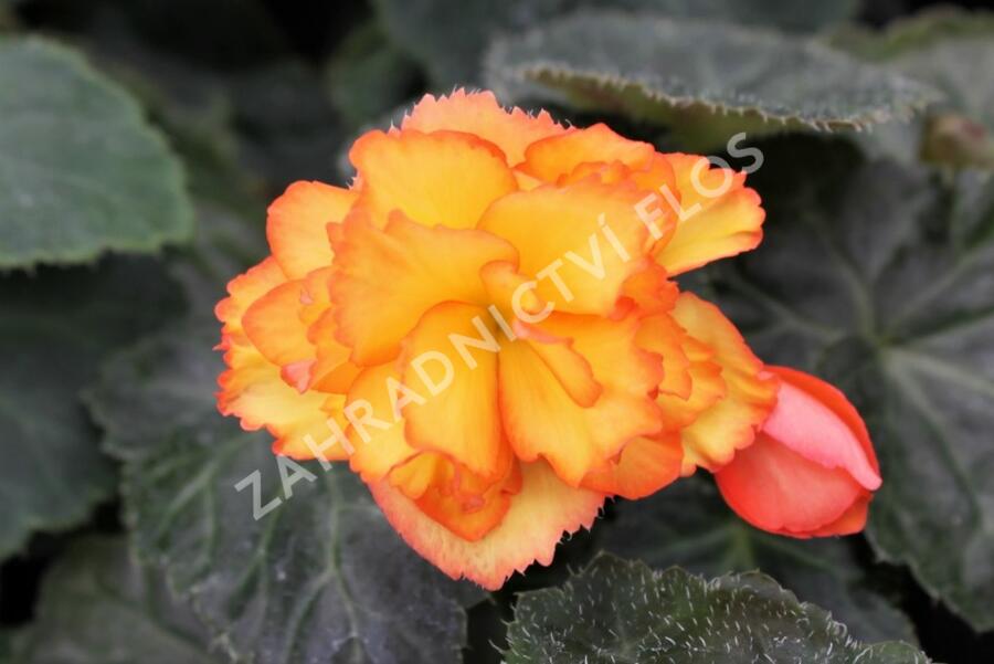 Begónie hlíznatá 'Illumination Golden Picotee' - Begonia tuberhybrida 'Illumination Golden Picotee'
