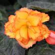 Begónie hlíznatá 'Illumination Golden Picotee' - Begonia tuberhybrida 'Illumination Golden Picotee'