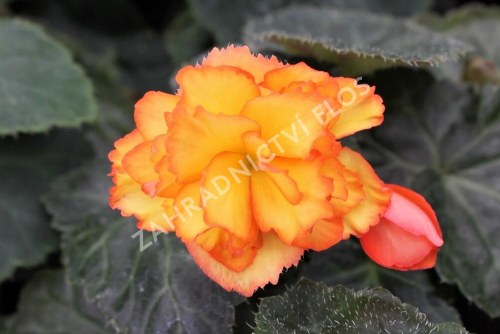 Begónie hlíznatá 'Illumination Golden Picotee' - Begonia tuberhybrida 'Illumination Golden Picotee'